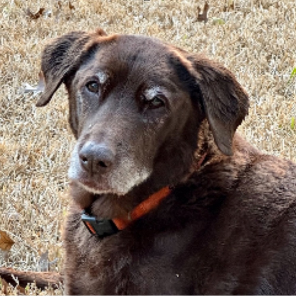 Meet your Posher, Whon